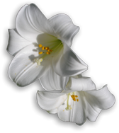 Pat Cook Funeral Services Lincoln